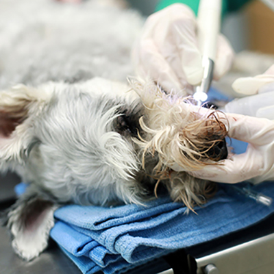 Dental Care