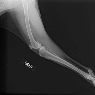 Digital Radiography