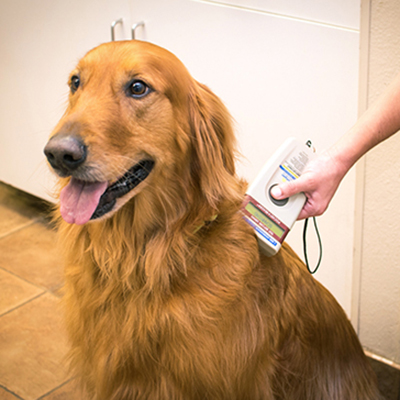 Microchipping