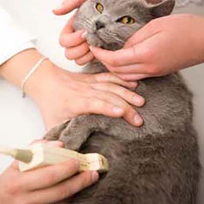 Ultrasound